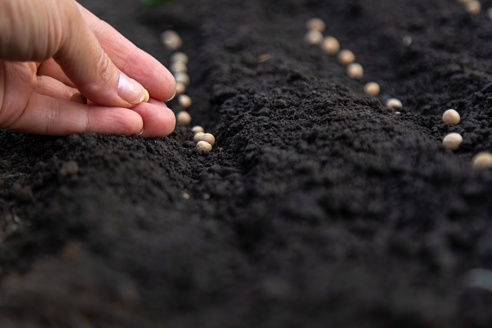 God, the Seed Planter — Today Daily Devotional