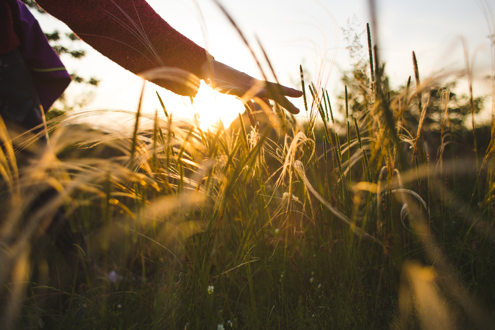 Confident Sheep — Today Daily Devotional