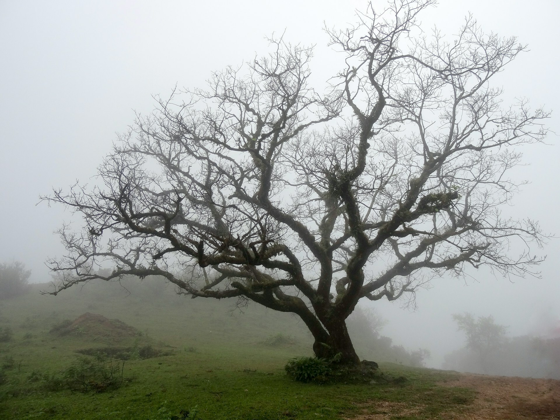 A Fruitless Tree — Today Daily Devotional