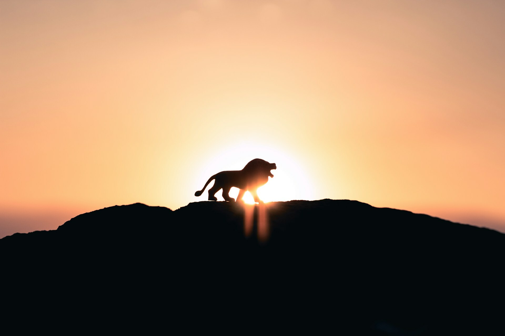 Big Cat! — Today Daily Devotional