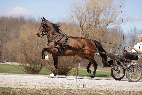 Idlewood Equine