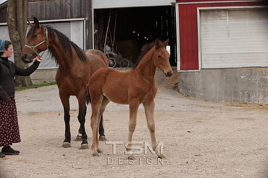 Hillside Stables