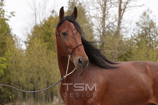 Relyte Equine