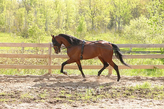 Relyte Equine