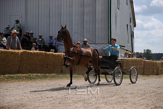 2026 Canadian Hackney and Morgan Sale