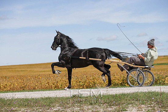 Fairview Equine
