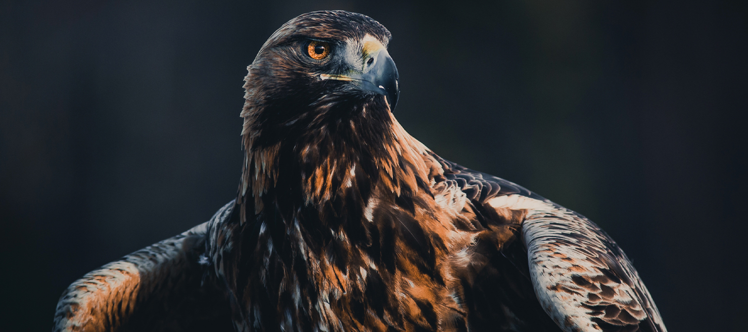 Snow & Arctic Eagle Island