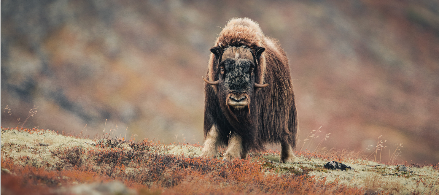 Autumn & Mystical Mysk Oxes