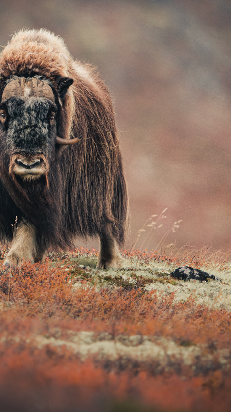 Autumn & Mystical Mysk Oxes