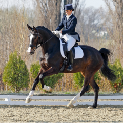 Dressage