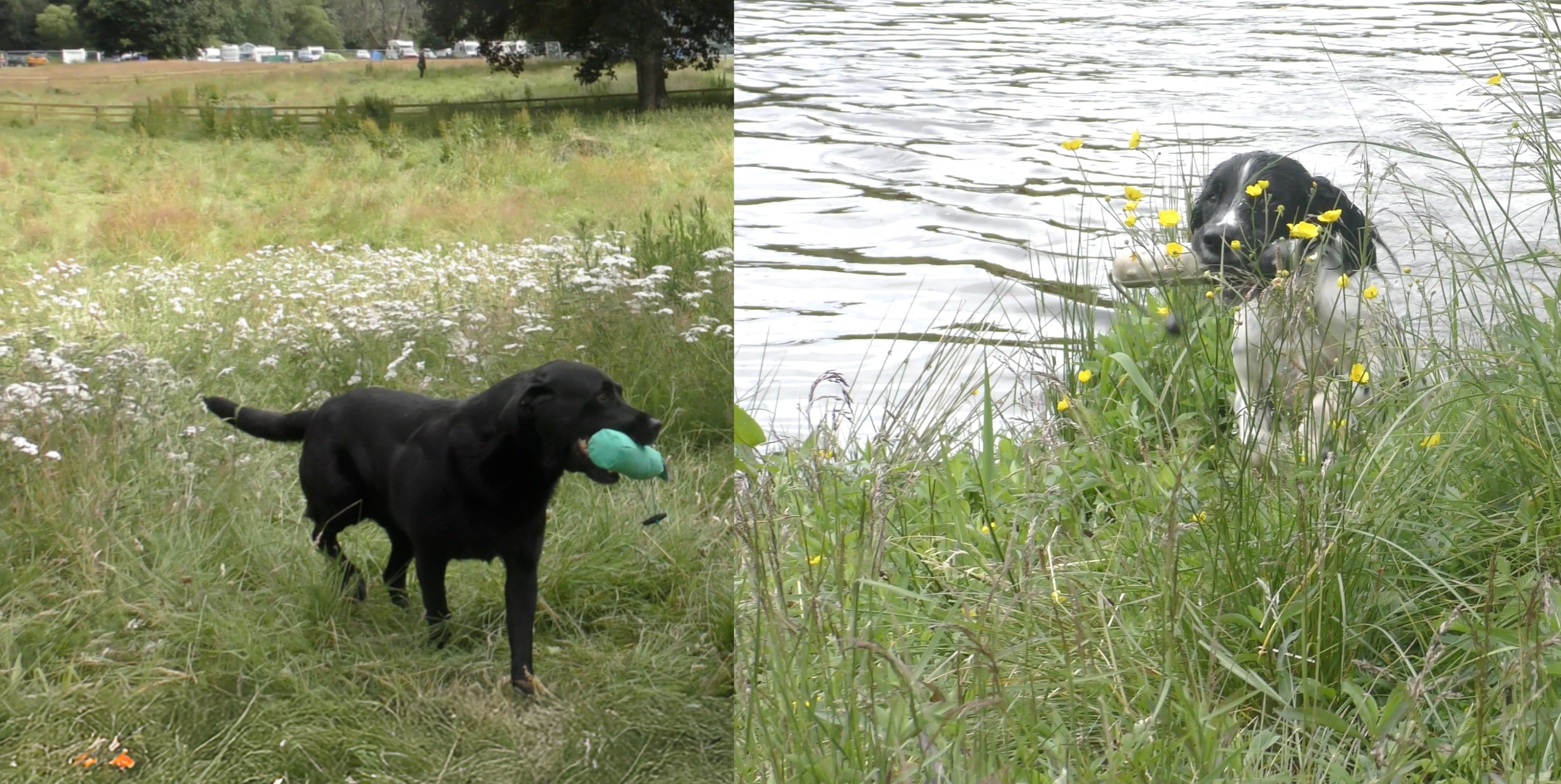 Welcome to GundogTV