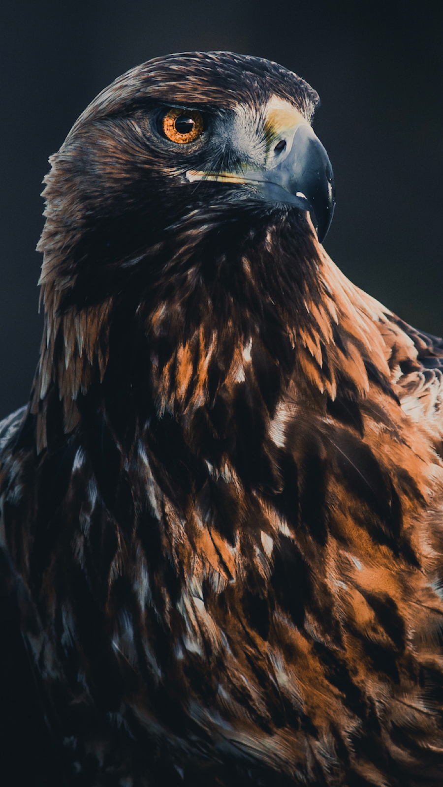 Snow & Arctic Eagle Island