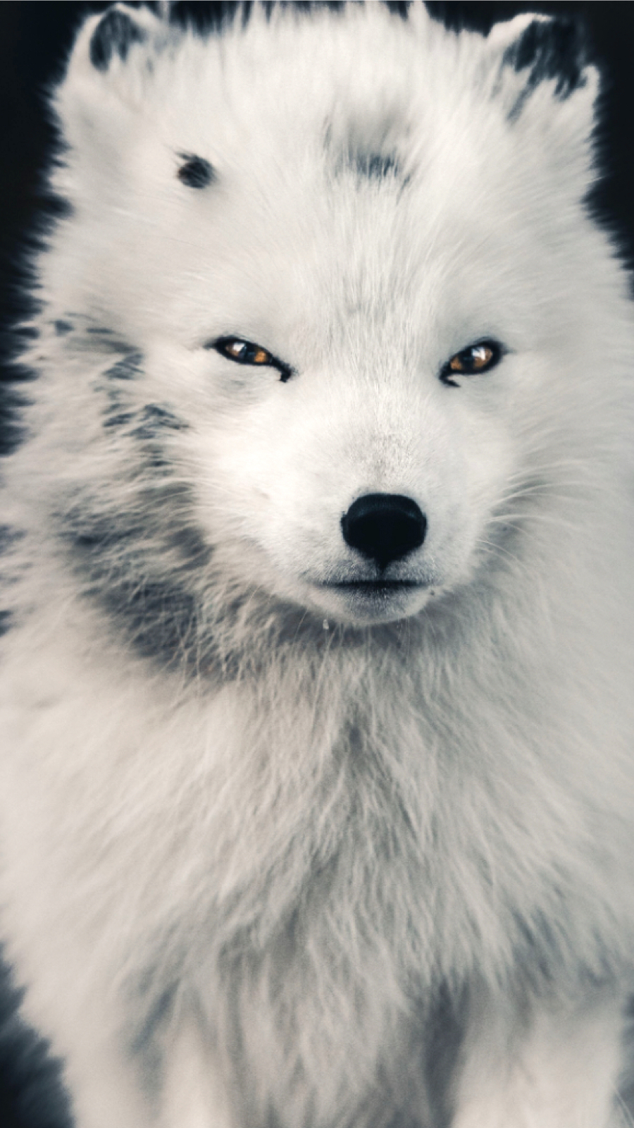 Artic & Extreme Wildlife of Lapland