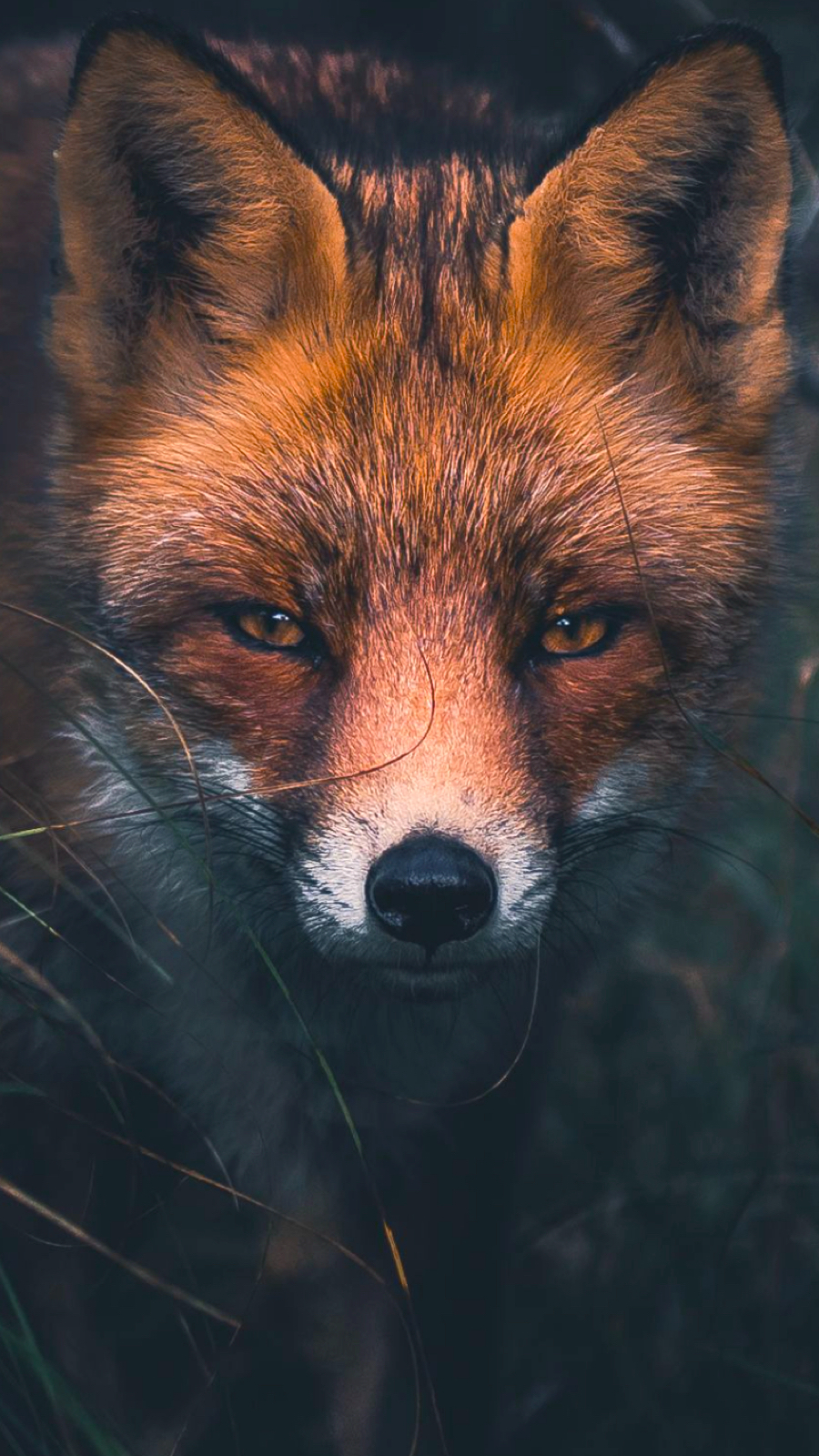 Urban Foxes at the abandoned airport