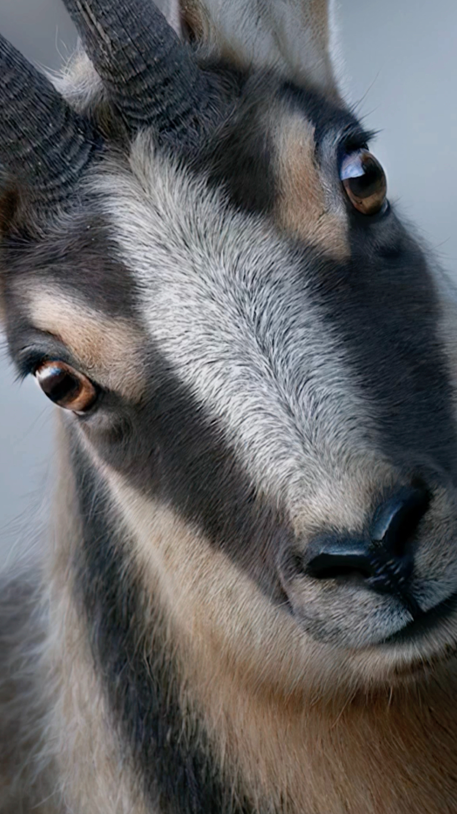 Italian Apennine mountains and wildlife