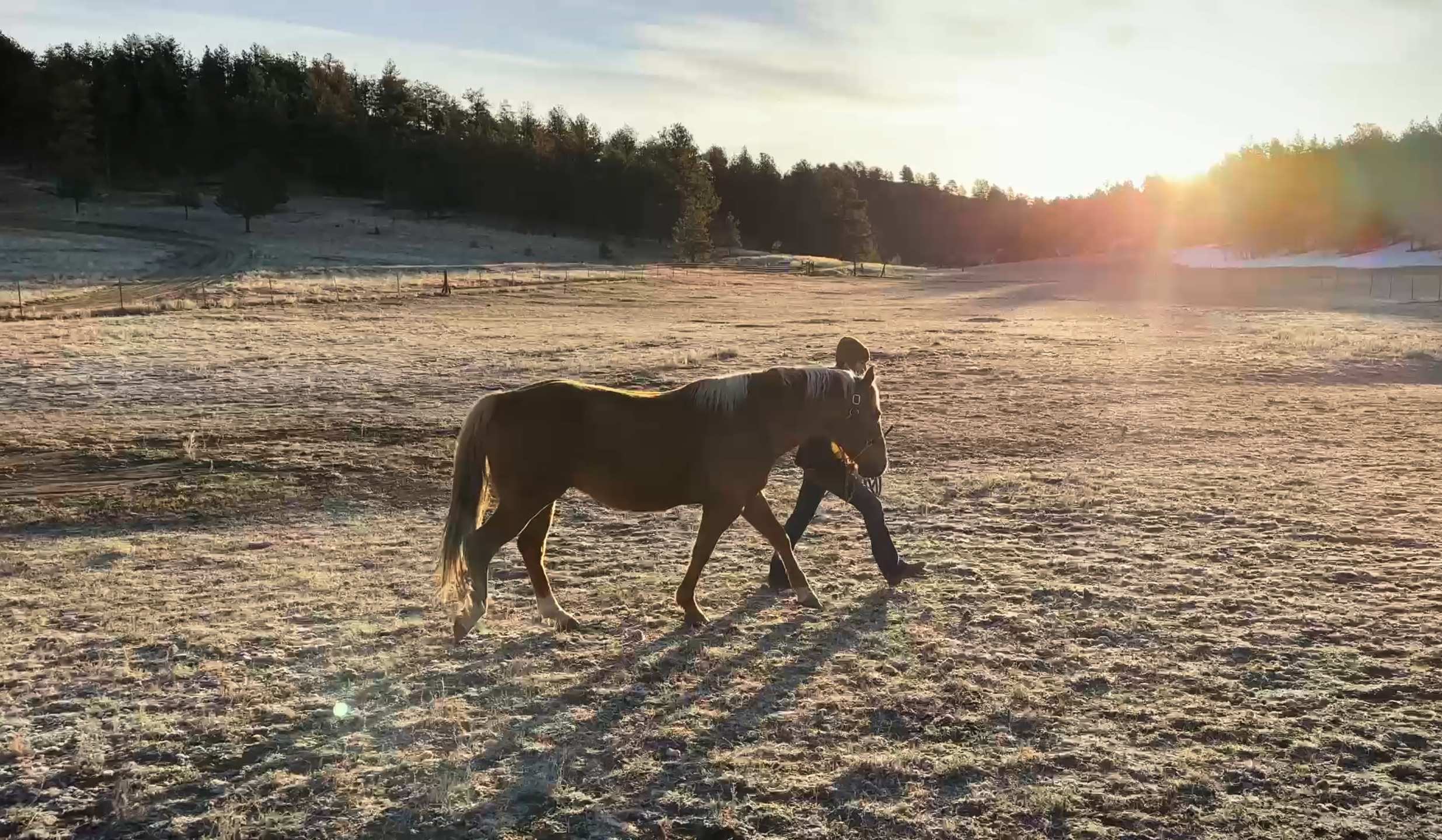 Step-by-Step Mustang Training