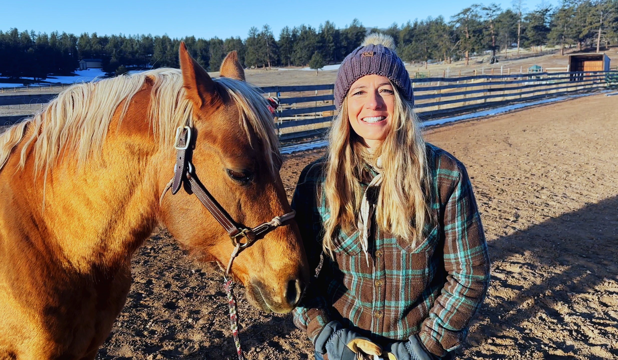 Shutdown Horses