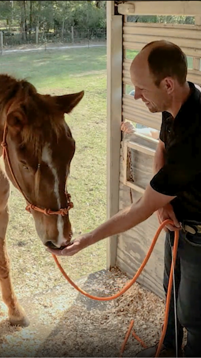 Prepare Your Horse for Calm, Confident Trailering
