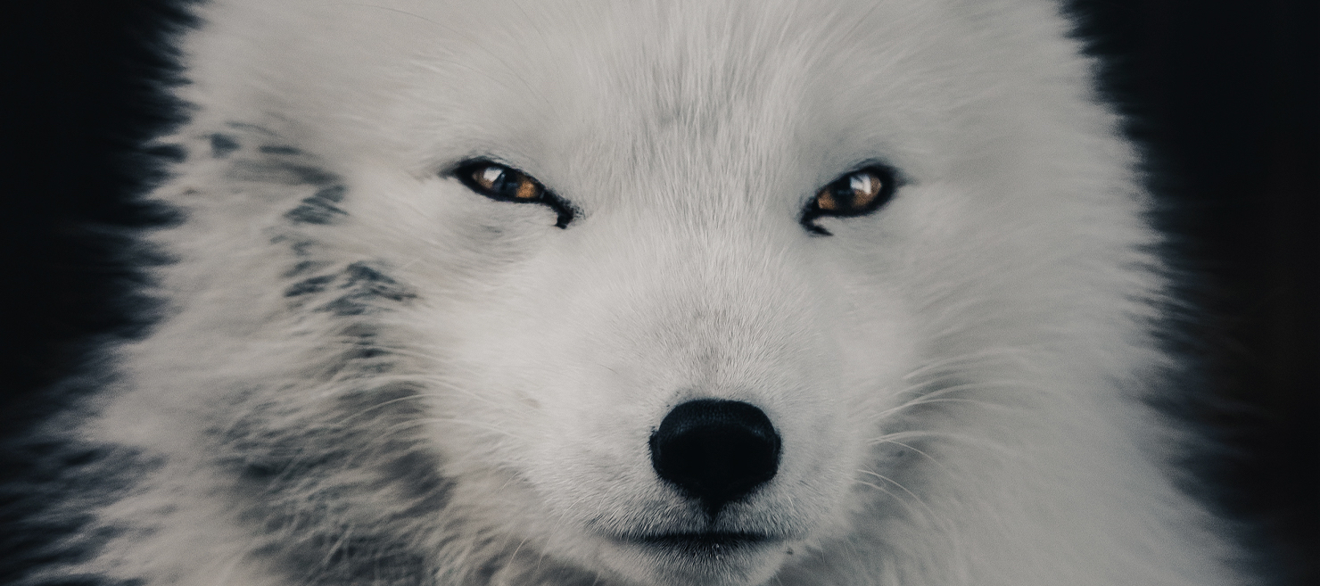 Artic & Extreme Wildlife of Lapland