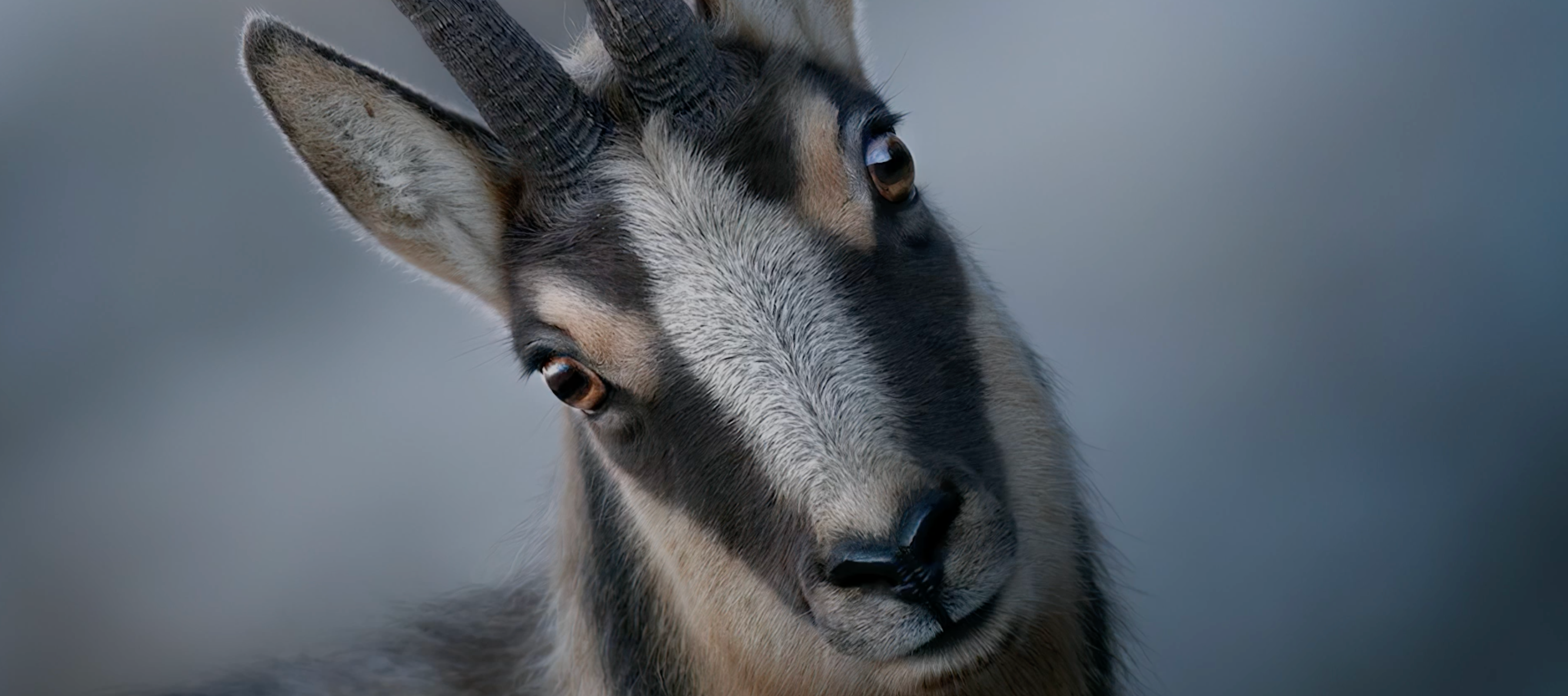 Italian Apennine mountains and wildlife