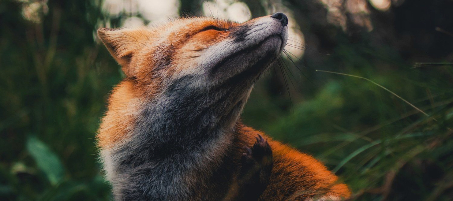 Urban Foxes at the abandoned airport