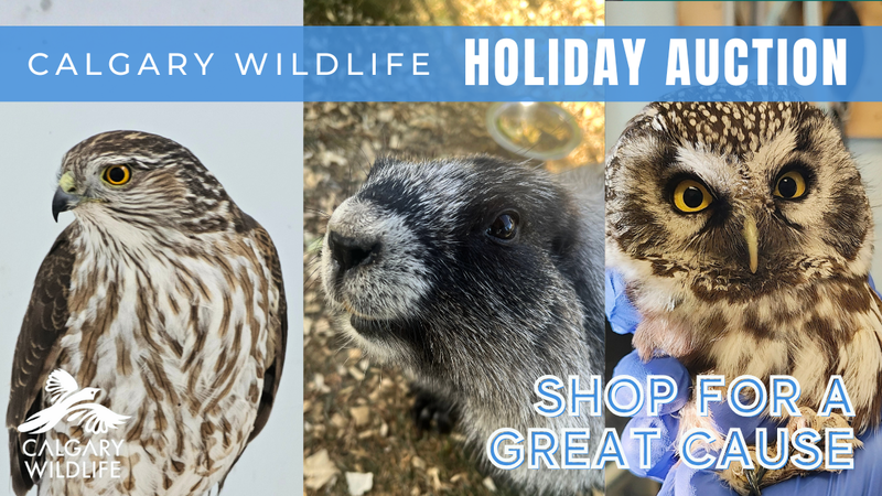 Calgary Wildlife Holiday Auction 2025- Opens For Bidding November 25th Image