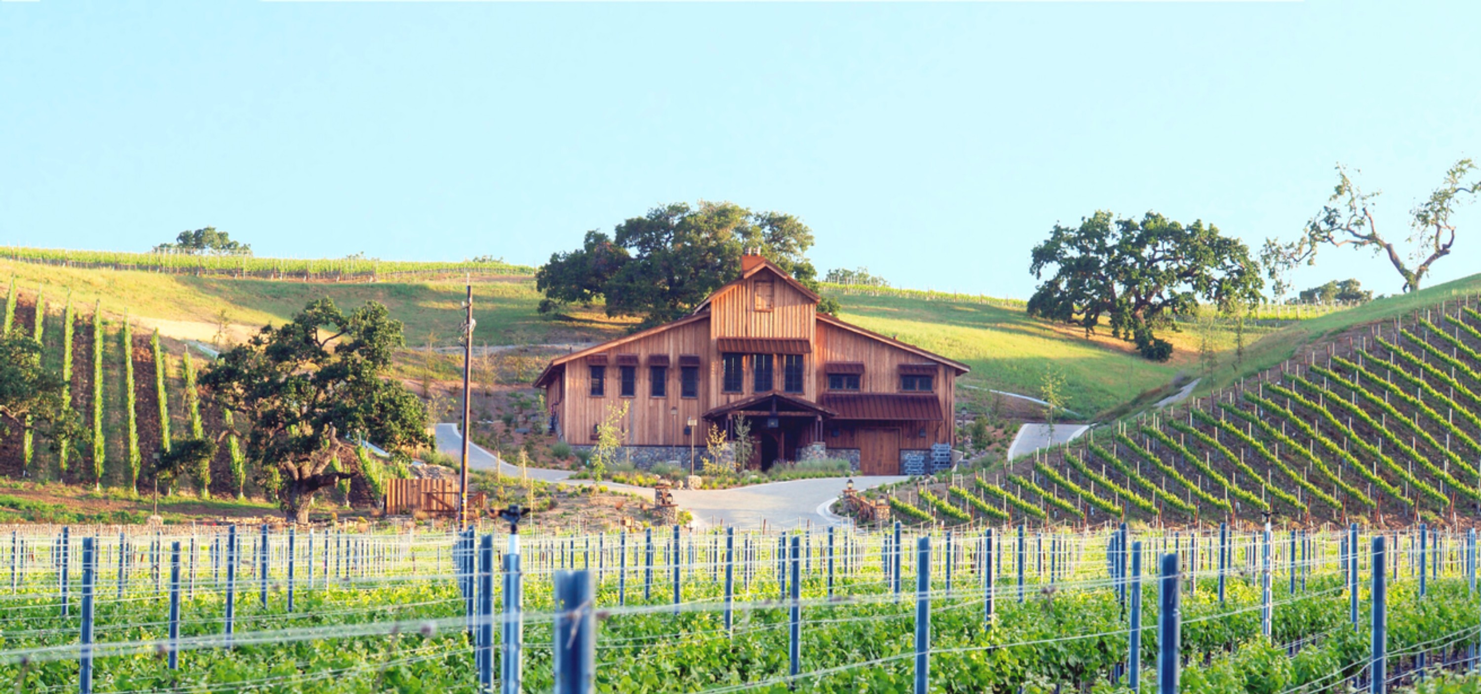 Grassini Family Vineyards, photo 3