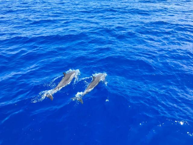 Teens watch dolphins swimming in Hawaii on service and adventure summer program.