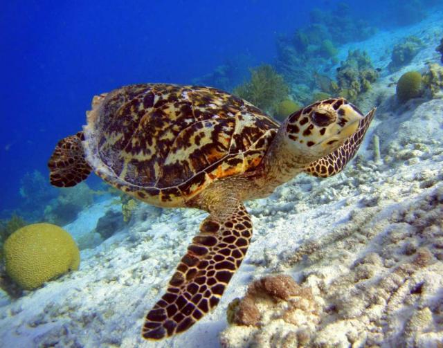 Students participate in conservation service projects with sea turtles on their summer travel program in Hawaii.