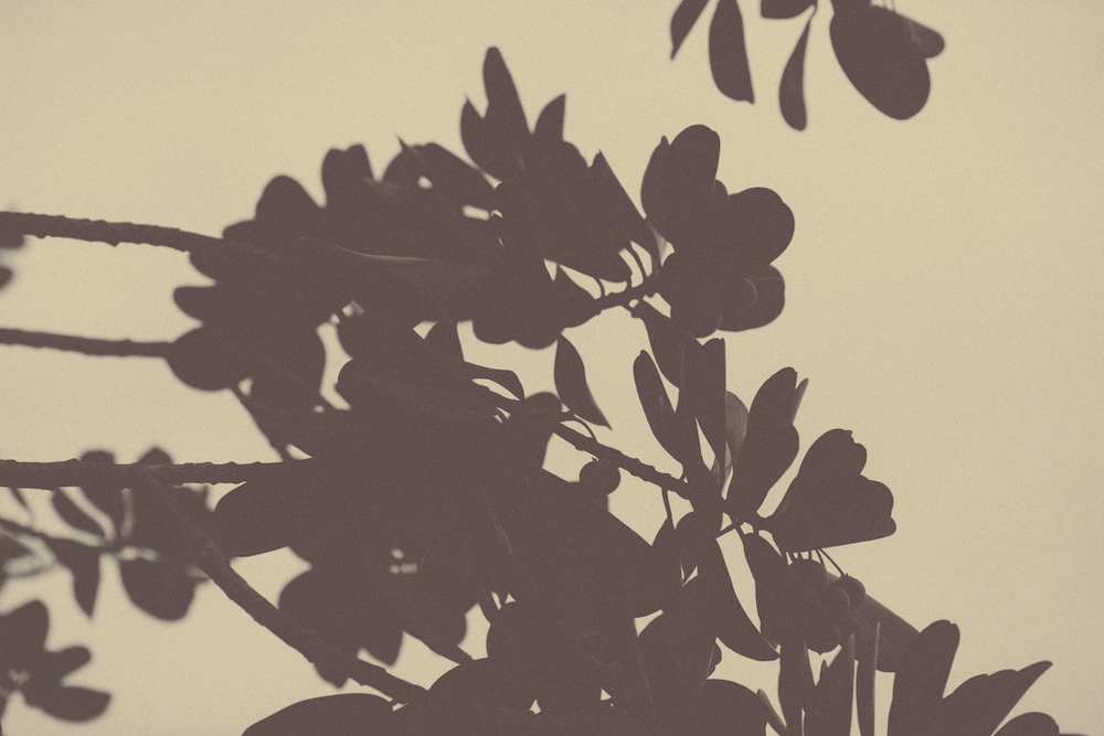 Foto de Noite Selvagem por Pedro Pedreira