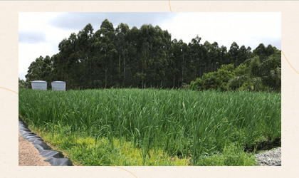 Foto do post Poda de plantas no Wetland