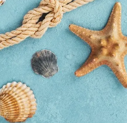 Imagem do post POR QUE VOCÊ NÃO DEVE RECOLHER E LEVAR PRA CASA AS CONCHAS DO MAR