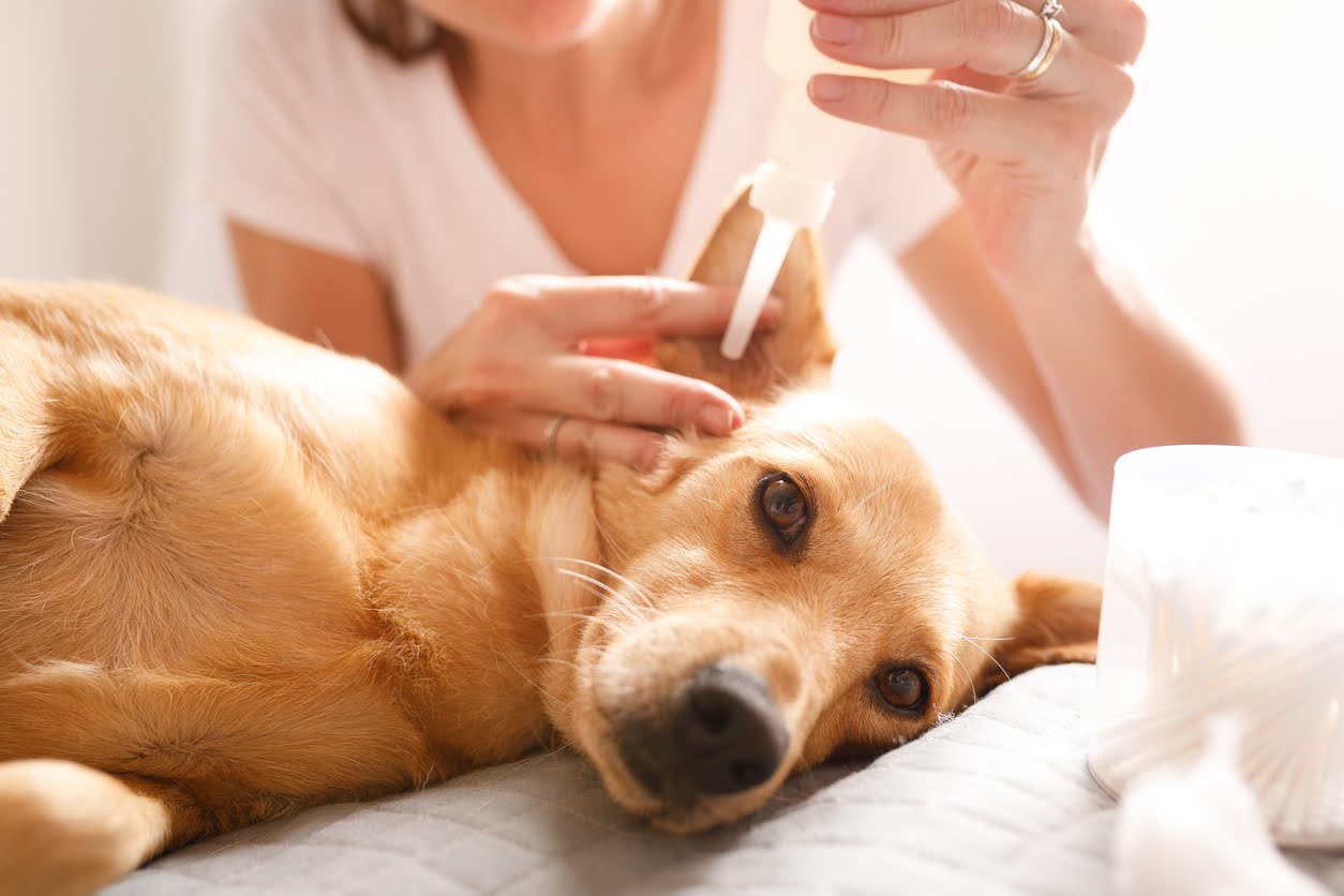 Como identificar dor de ouvido em cachorro e como ajudá-lo?