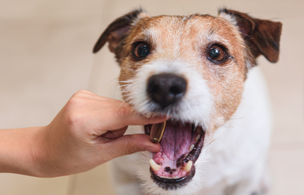 Como dar comprimido para cachorro? Confira dicas e passo a passo