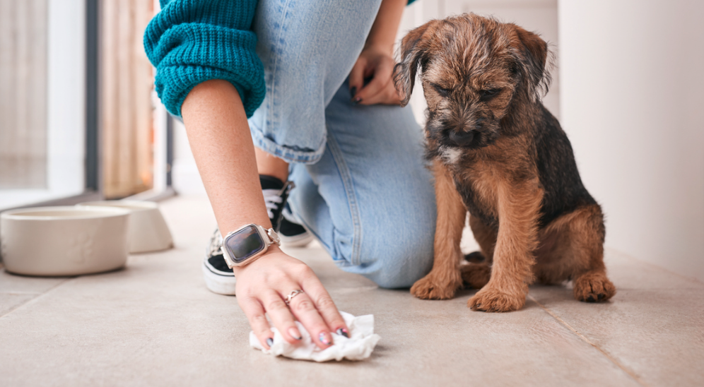 Foto do post Como tirar cheiro de xixi de cachorro do ambiente e superfícies?