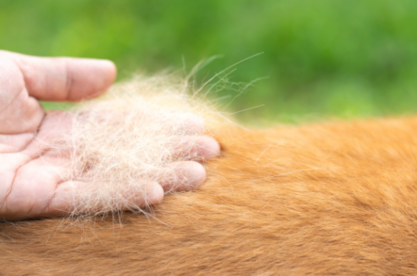 Foto do post Cachorro Soltando Muito Pelo: Principais Causas e o que Fazer
