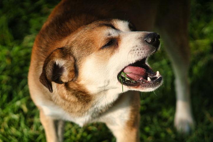 Foto do post Cachorro vomitando espuma branca: 5 principais causas