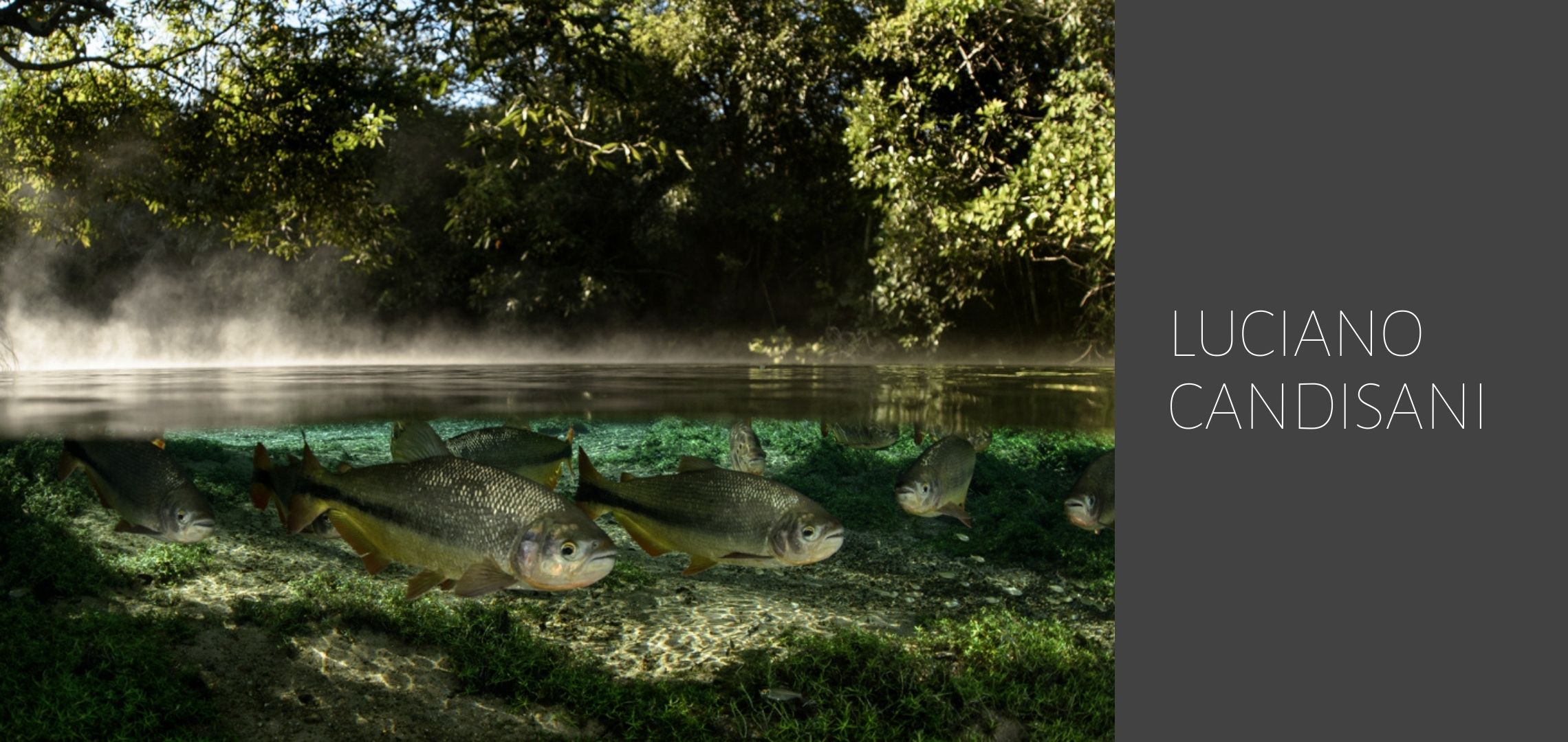 Banner luciano-candisani