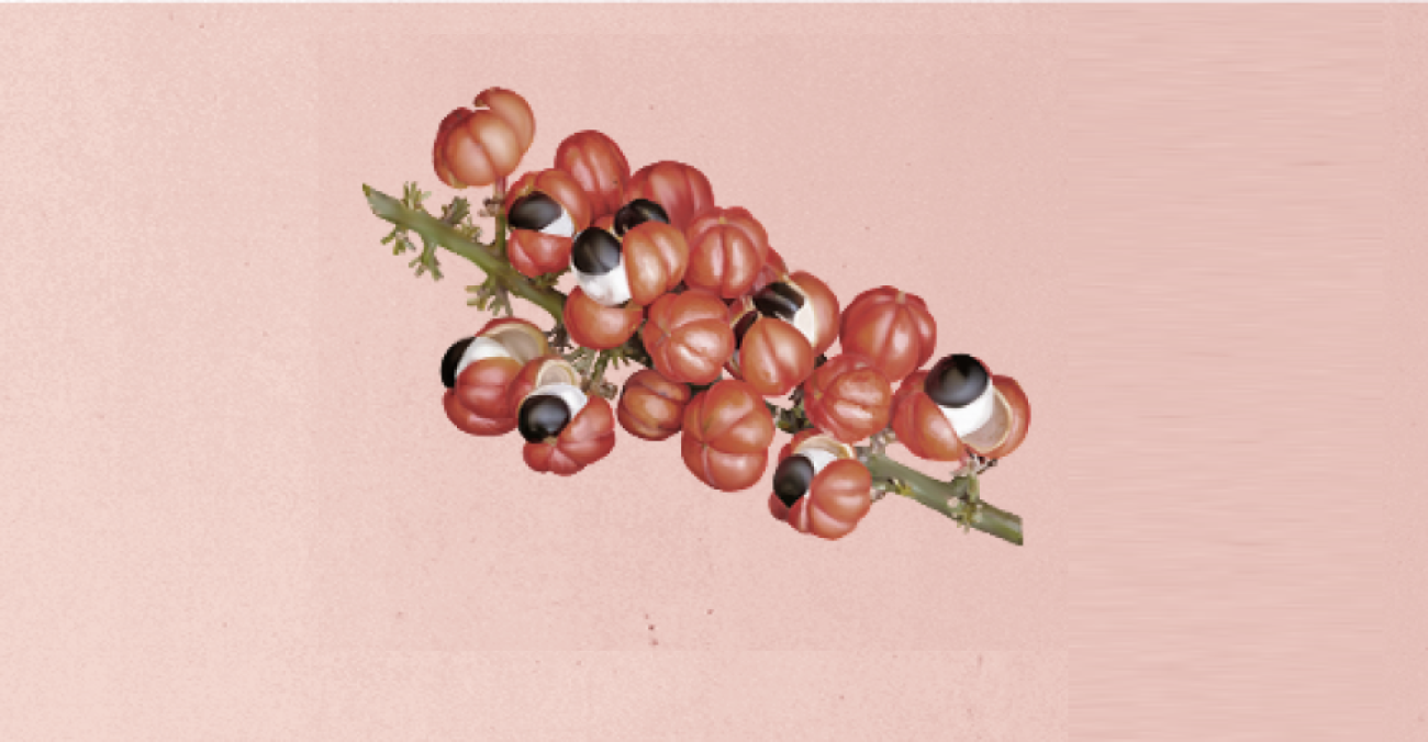 Guaraná: a cara e o coração do Brasil. 