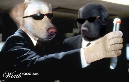 Dogs in Black
