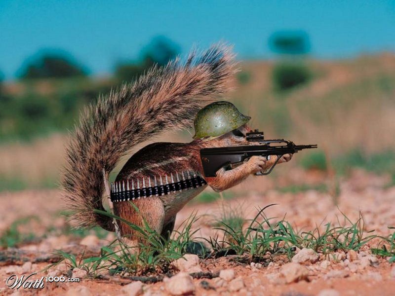 Killer Squirrel