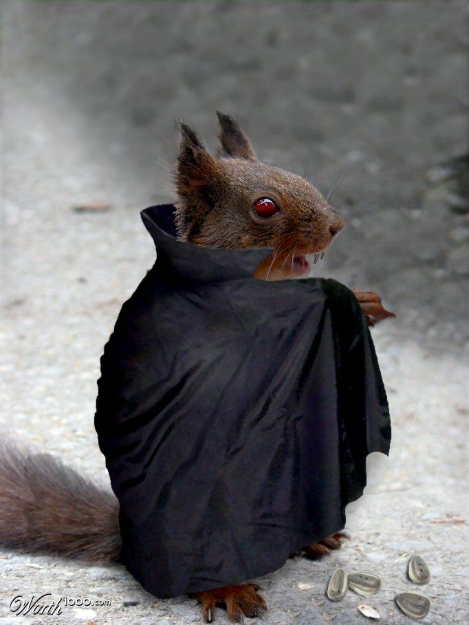 Vamp Squirrel