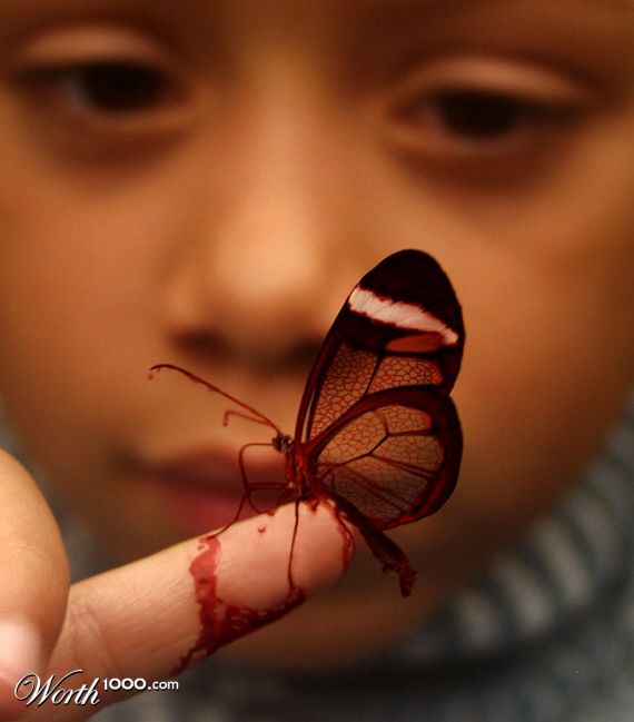 bloody fly
