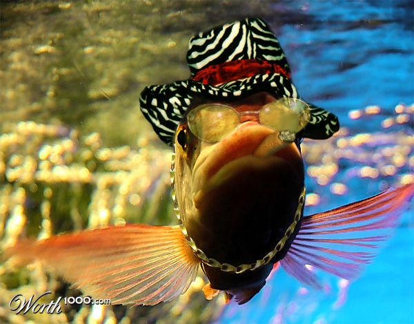 Pimp Fish