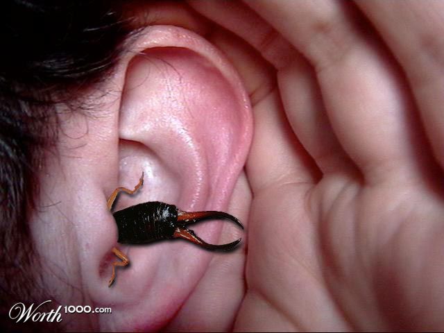 Earwig