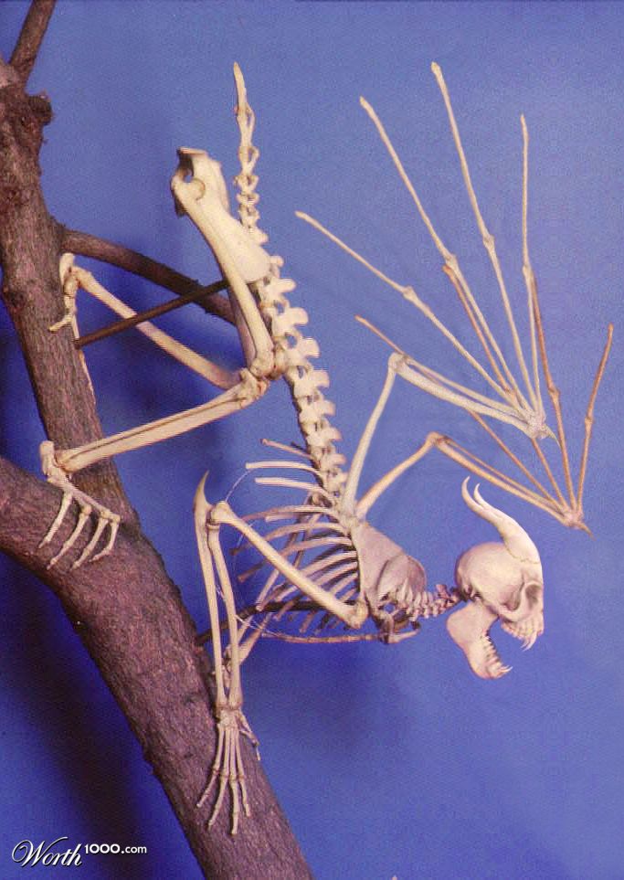 Jersey Devil