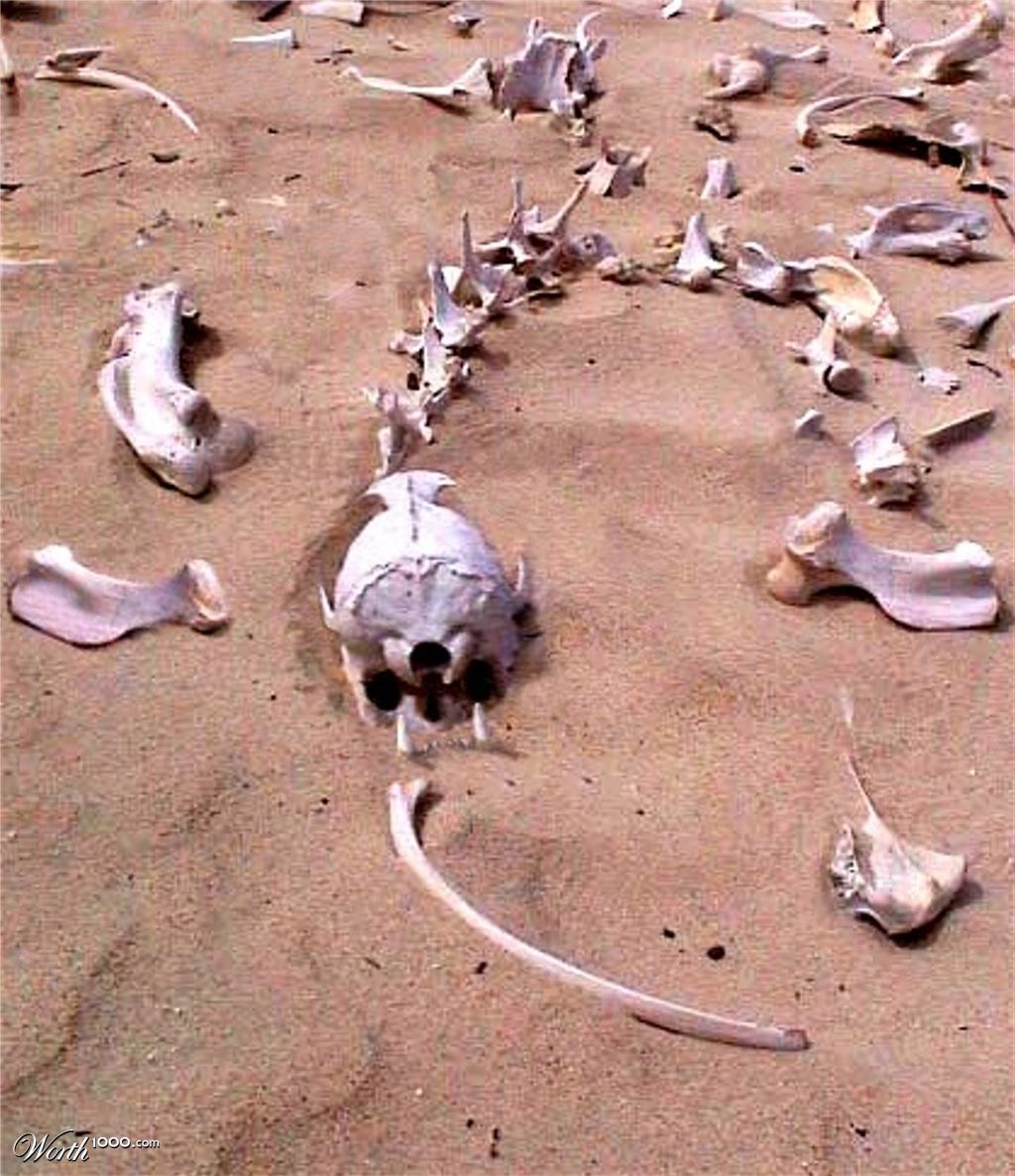 Demon Bones