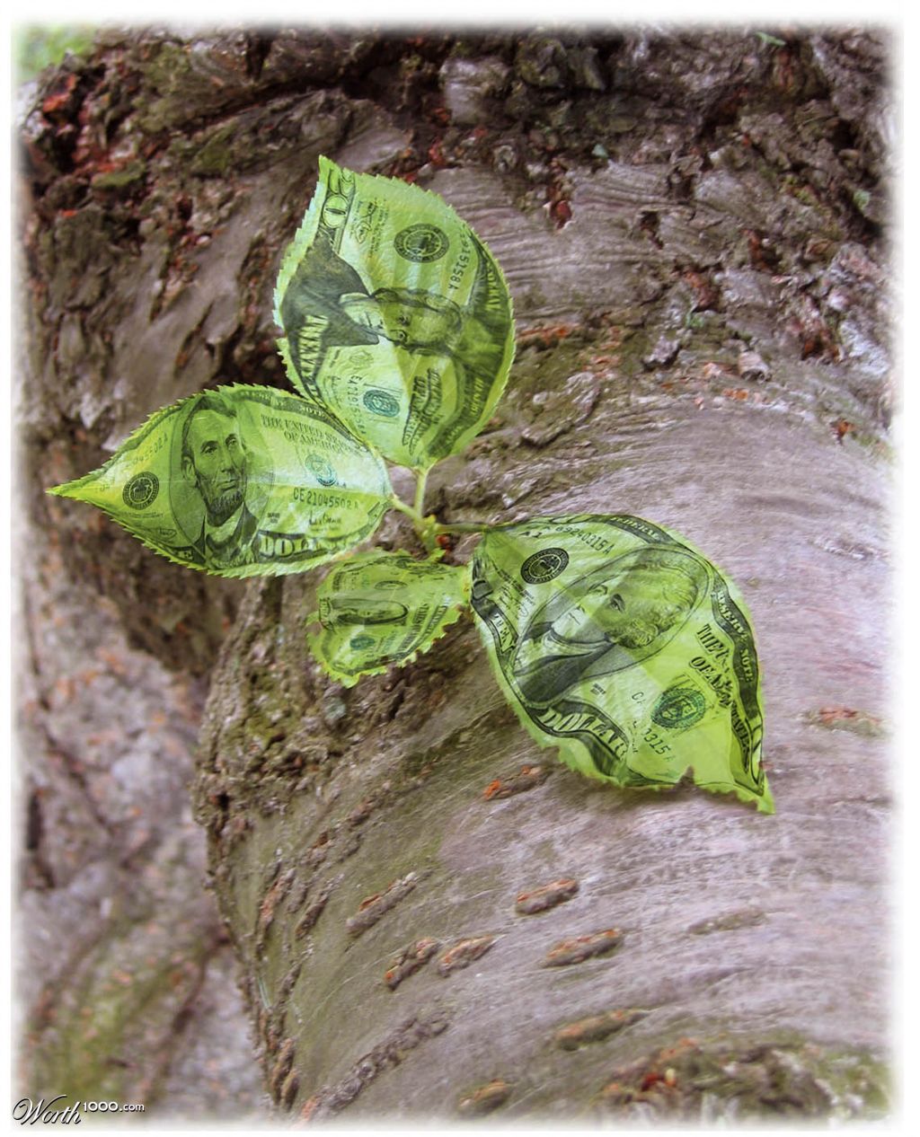 Green Plant