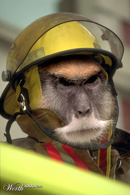 firebaboon