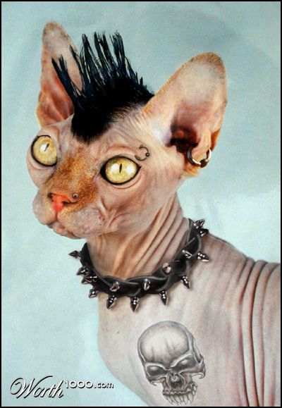 Punked Up Sphynx